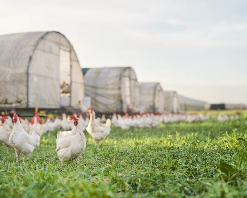 A place for poultry to call home. Shot of chickens and a henhouse on a farm A place for poultry to call home. Shot of chickens and a henhouse on a farm